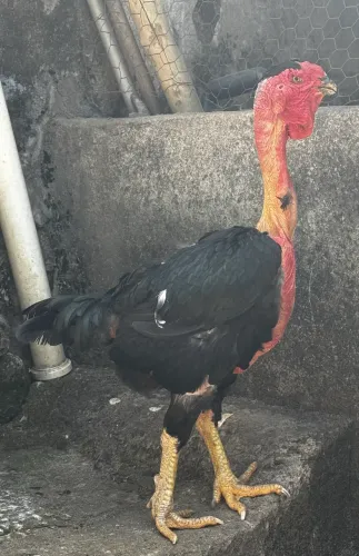 Galinha polaca