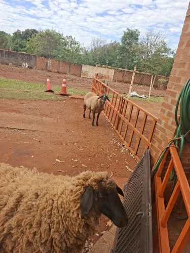 Ovelha