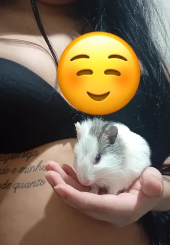 Porquinho da india