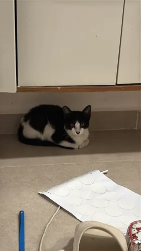 Doação de gato macho