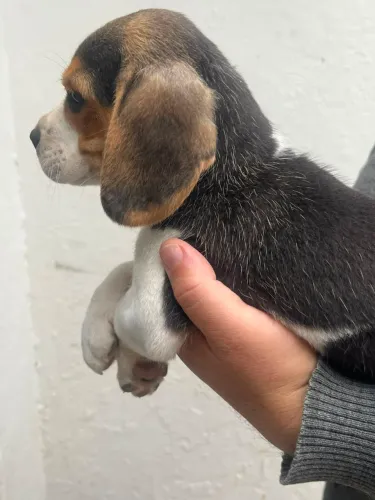 Filhote de Beagle