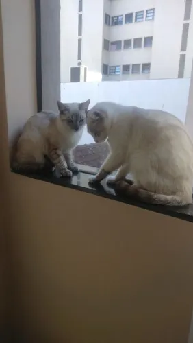 Doa-se gatos