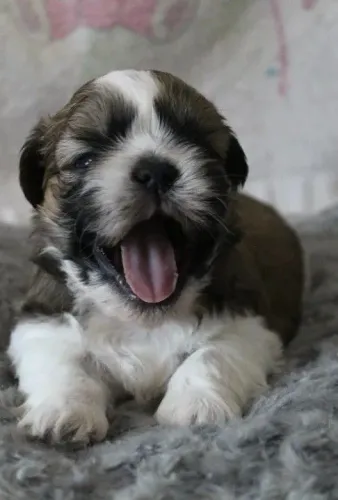 Filhote de Shih tzu seu novo companheiro.
