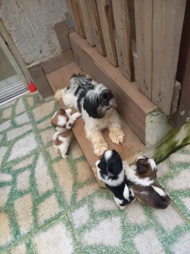 Filhotes de shih-tzu macho 
