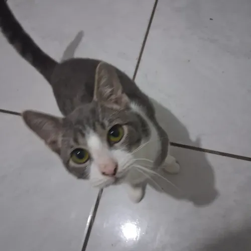 Gato com 6 meses doação 