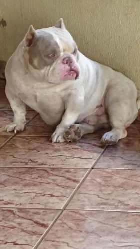 American bully deponivel para cruza