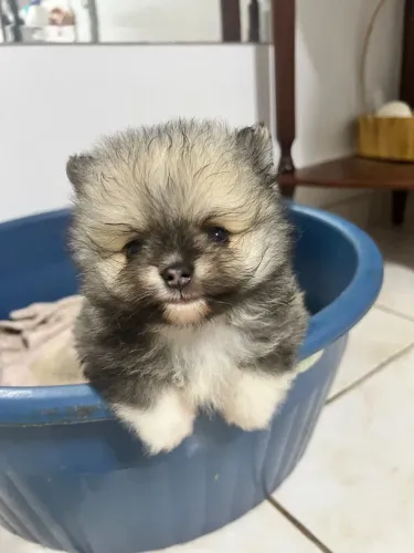 Lulu da Pomerânia/Spitz Alemão - Filhotes 