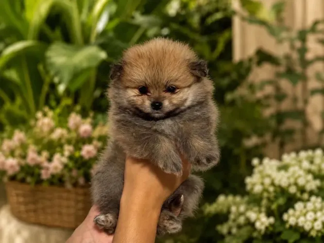 Spitz Macho Um cachorro que adora atenção e carinho