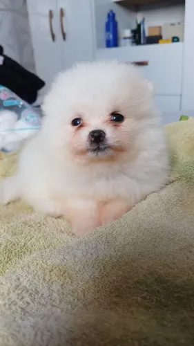SPITZ ALEMÃO LULU DA POMERANIA