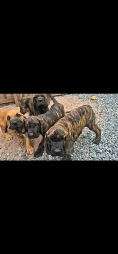 Últimos 5 Filhotes Fila Brasileiro - Linhagem Forte
