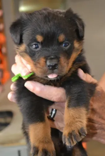 Rottweiler: Criação responsável e com amor