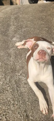 Doação filhote de pitbull