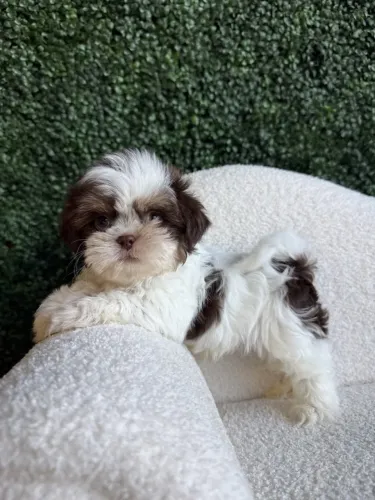 Shih tzu vacinada e vermifugada bebês filhotes 