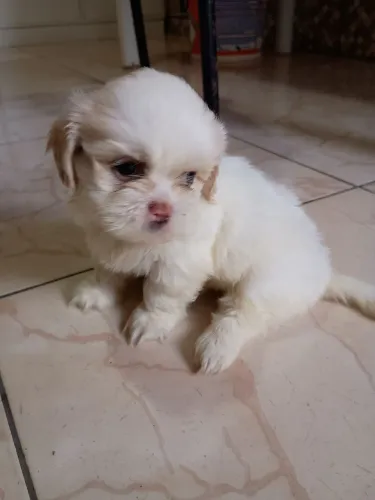 ? Lindos Filhotes de Shih Tzu Disponíveis | 3 Machos e 1 Fêmea | Puro Amor!