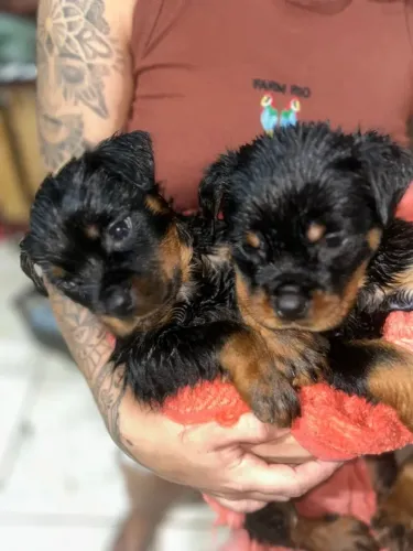 Rottweiler a revelação da temporada