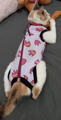 Roupa cirúrgica para gata