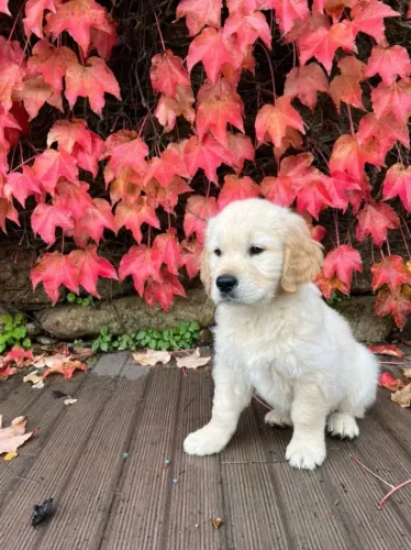 Apaixone-se por um Golden Retriever ? Segurança e Garantia de Saúde