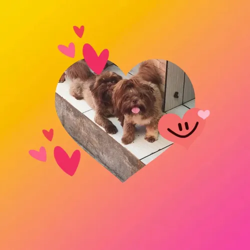 Procurando um namoradinho Shih Tzu 