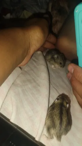 Filhotes de hamster recém desmamados