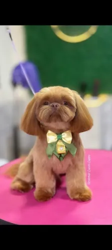 Lindo Shitzu macho pequeno porte fuço zero olhos verdes depois ficaram mel. Para cruza