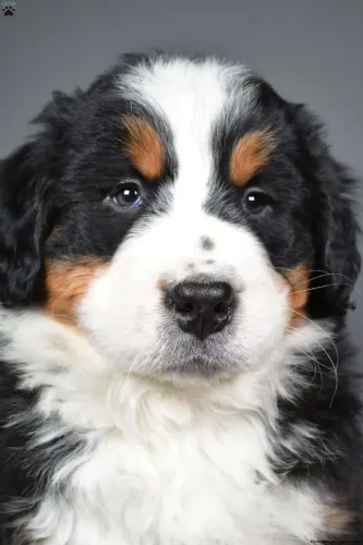 Bernese Mountain | Leve hoje