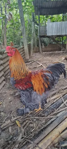 Ovos galados de Brahma 