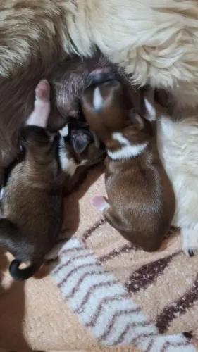 ShihTzu Macho para reserva!