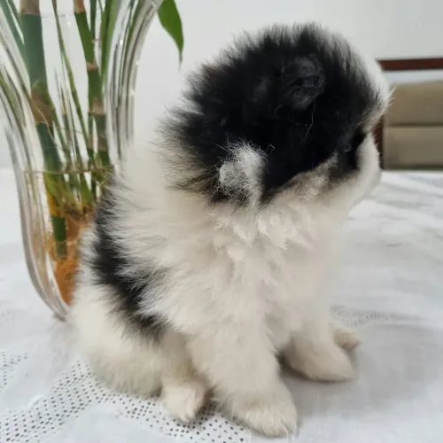 Vendo filhote macho spitz alemão