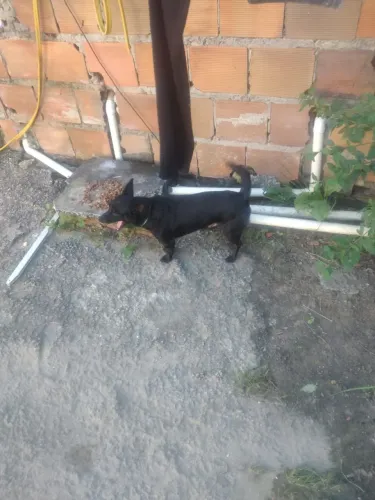 Estou doando