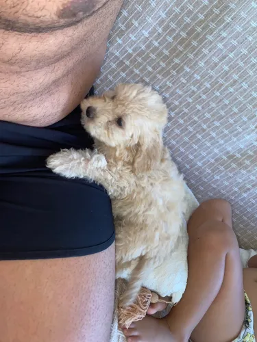 Filhote de poodle