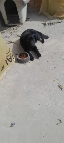 Doação cachorra filhote
