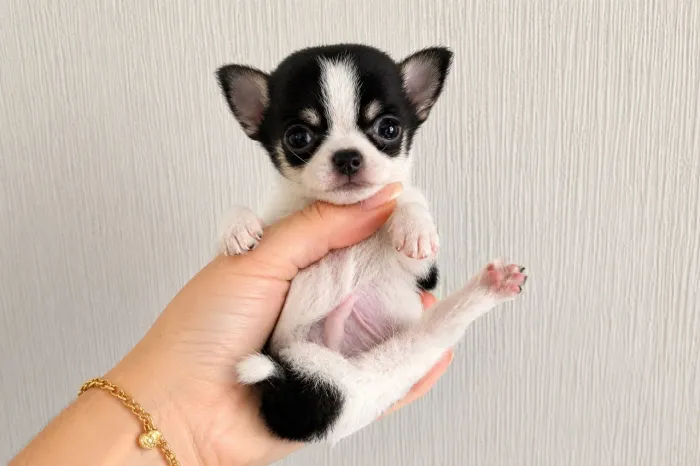 Chihuahua micro com pedigree linhagem importada!