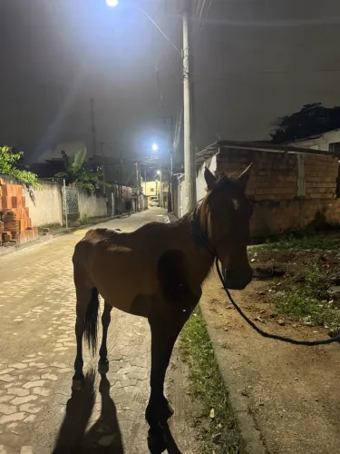 Cavalo
