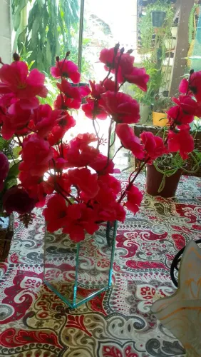 Desapego de arranjo de planta