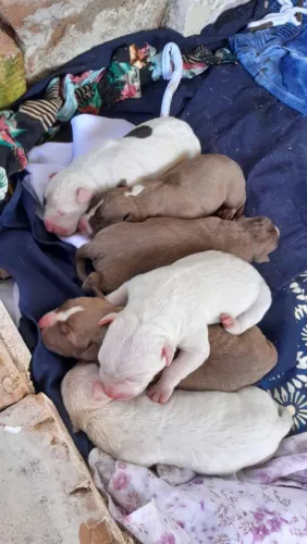Filhote de Pit Bull venda disponível 4 macho e 2 fêmeas o macho 900 e a fêmea 1000