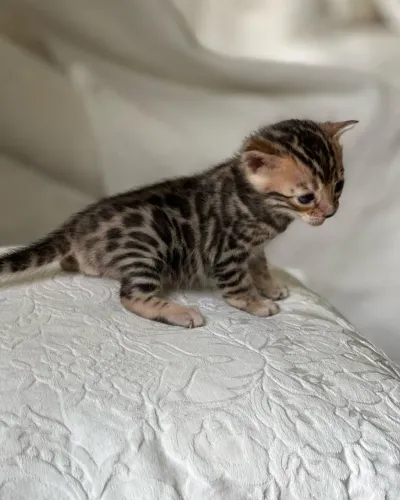 Bengal Cat - Gato De Bengala