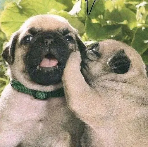 Pug Afeto que se adapta ao ambiente