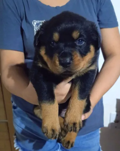 Filhotes de rottweiler