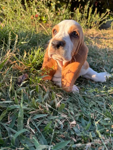 Filhotes de Basset Hound 