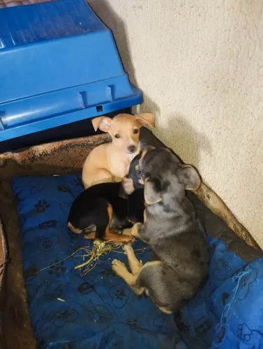 Vendo filhote pinscher