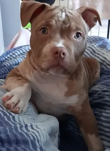 Pit Monster