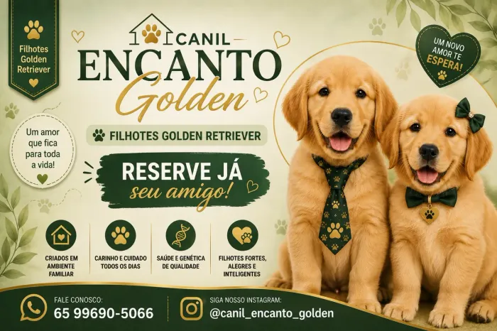 Golden Retriever Filhotes