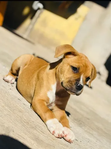 Filhote American Bully