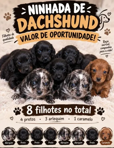 NINHADA DACHSHUND
