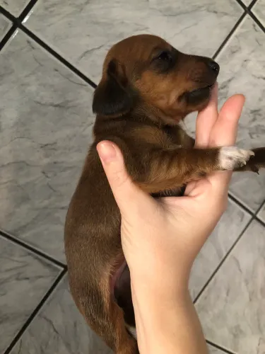  Dachshund salsicha PÊLO CURTO