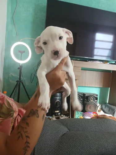 Vende-se filhote pitbull fêmea 450