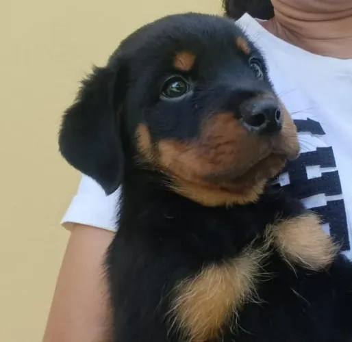 Rottweiler puro 