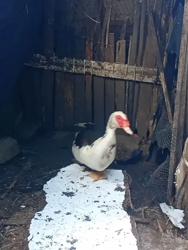 Pato e patas