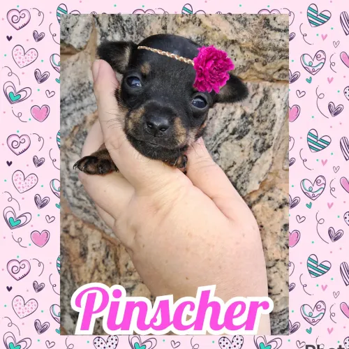 Pinscher miniatura fêmeas bibelozinhas