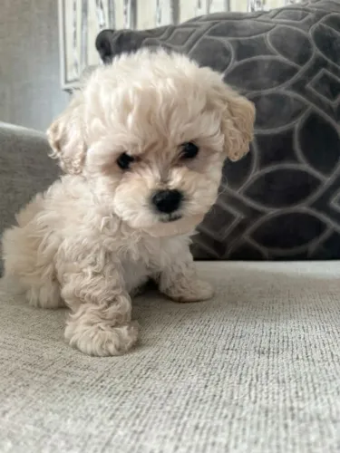 Poodle - Pequenos filhotes para completar sua família com amor